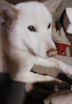 我が家の愛犬シリーズ！！