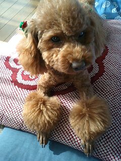 我が家の愛犬シリーズ　第2弾！！