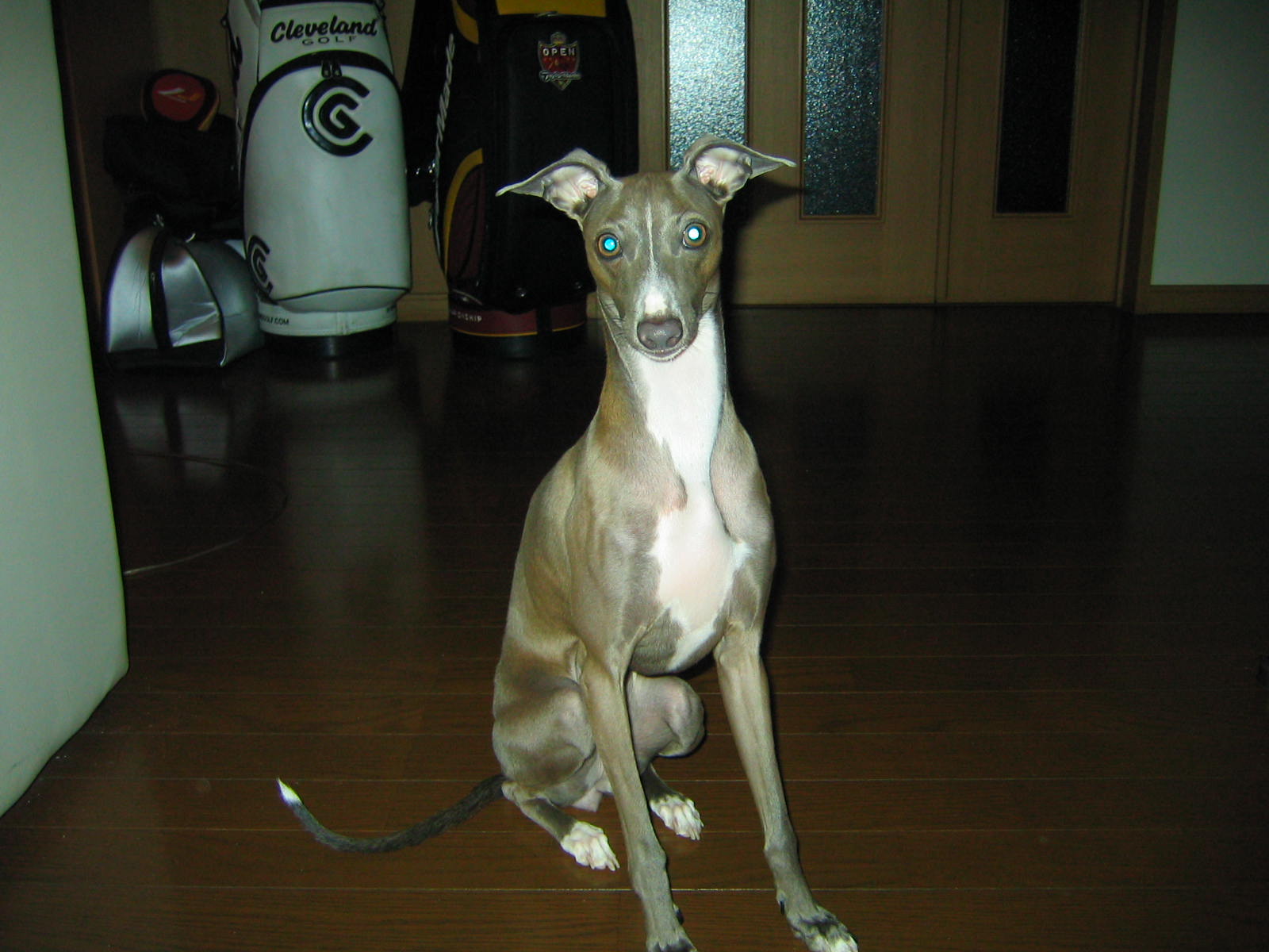 続・愛犬シリーズ　