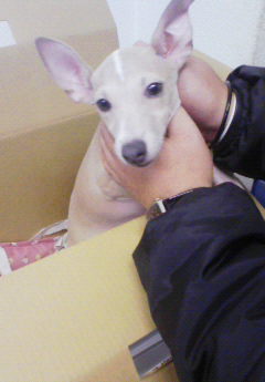 続・愛犬シリーズ　