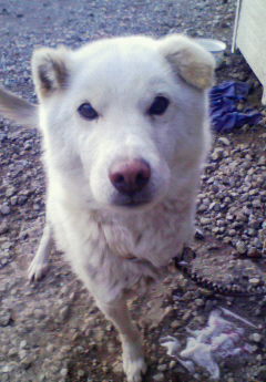 恐ろしきリーダー