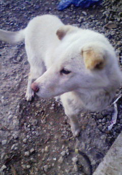 恐ろしきリーダー