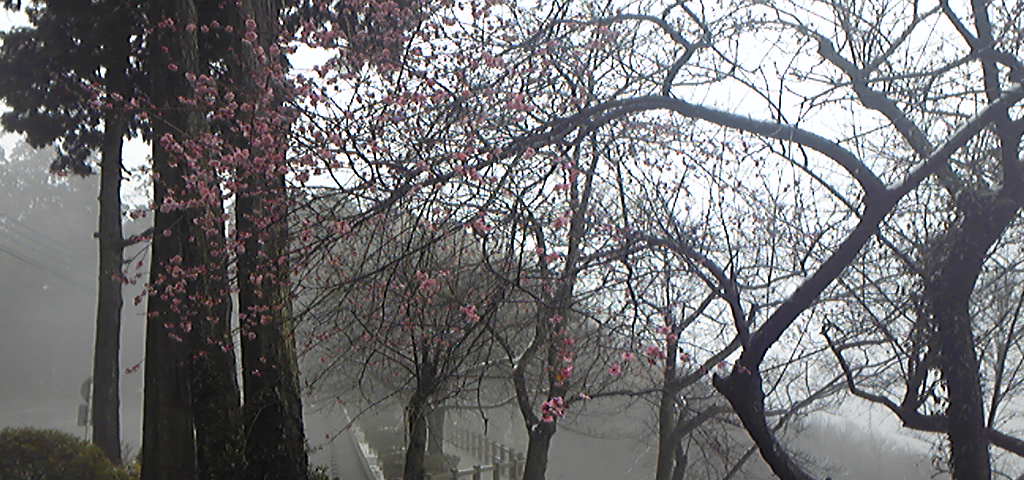 太平山のサクラ
