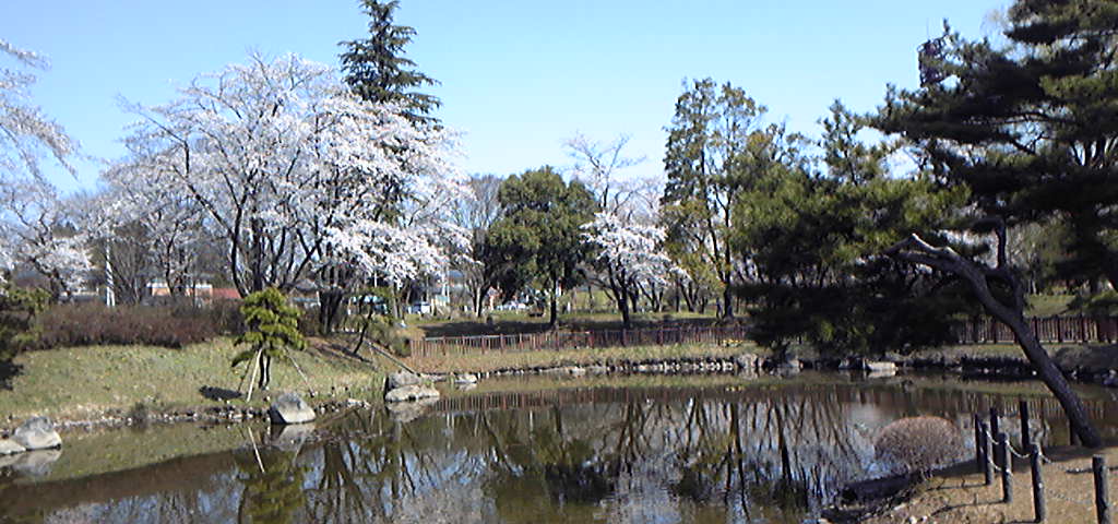 桜を見に行ってきました。