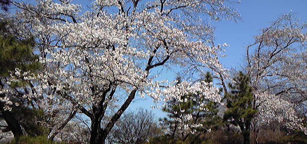 桜を見に行ってきました。