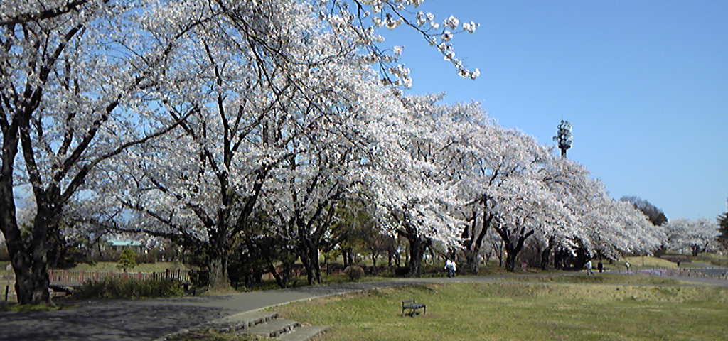 桜を見に行ってきました。