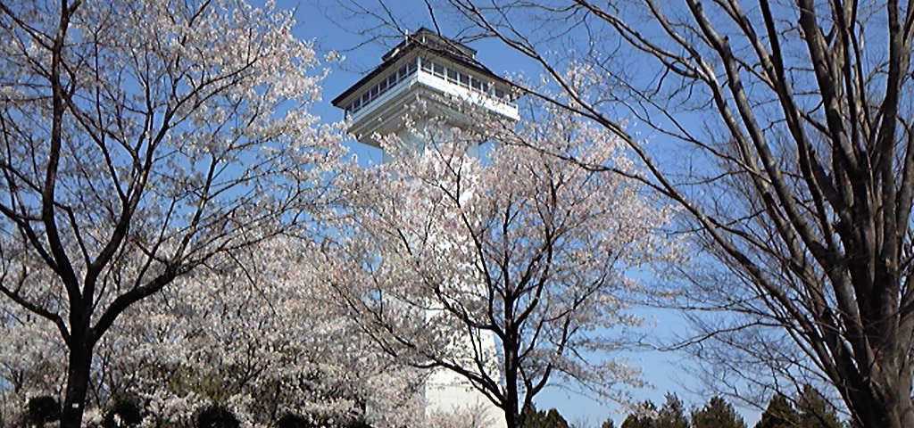 桜を見に行ってきました。