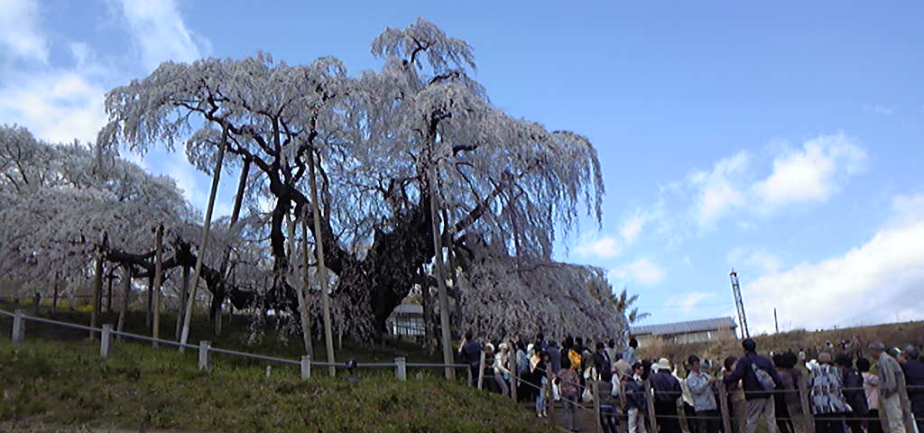 滝桜。