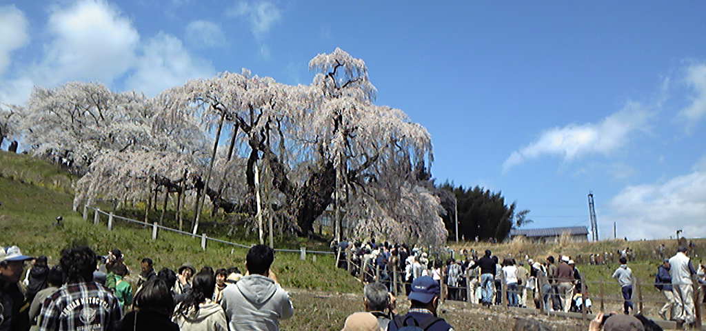滝桜。