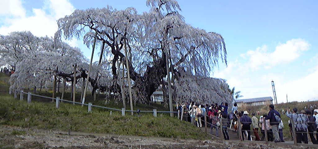 滝桜。