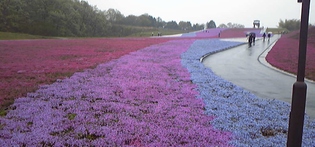芝桜のじゅうたん。