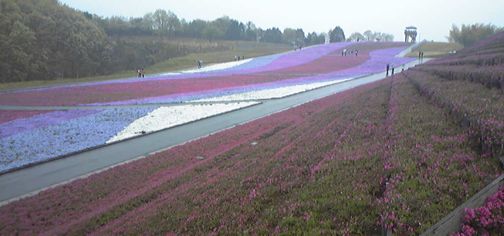 芝桜のじゅうたん。