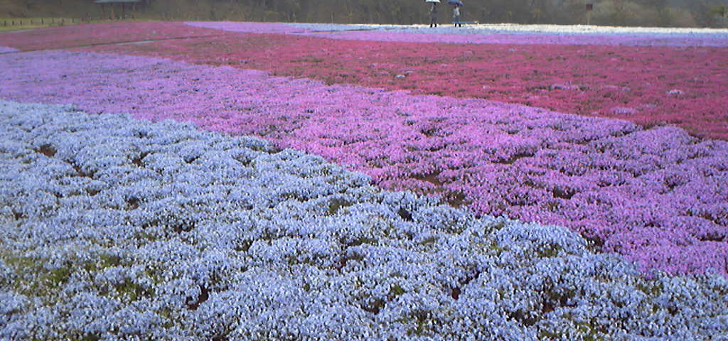 芝桜のじゅうたん。