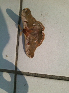 蛾・我・蛾・ガーン！！