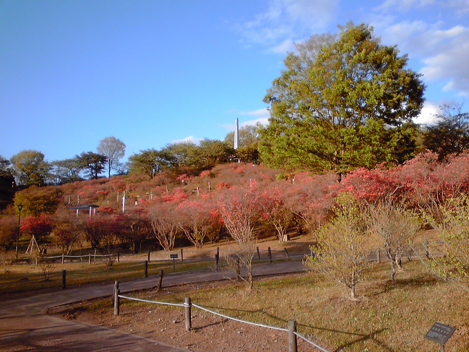 またまた長峰公園に行ってきました。