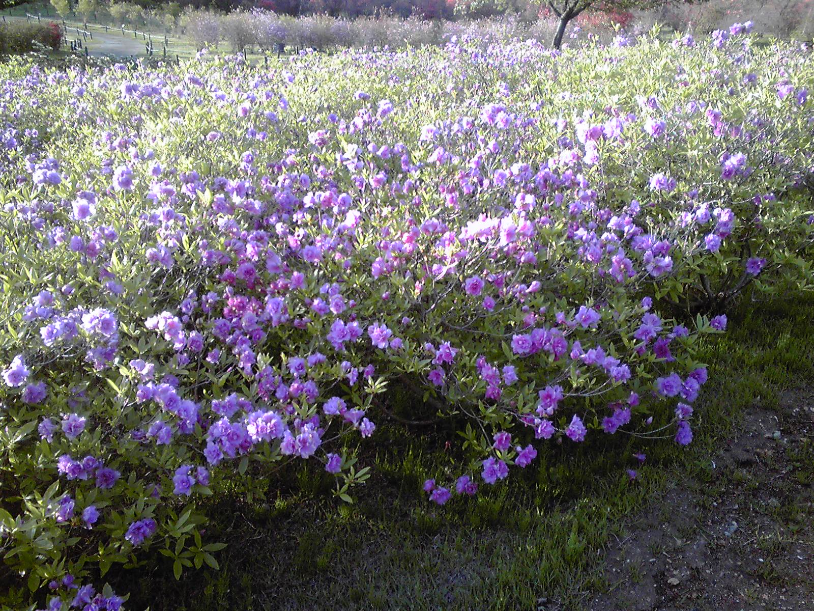 またまた長峰公園に行ってきました。