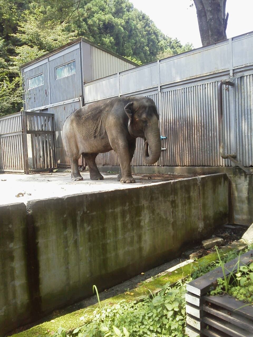 宇都宮動物園！