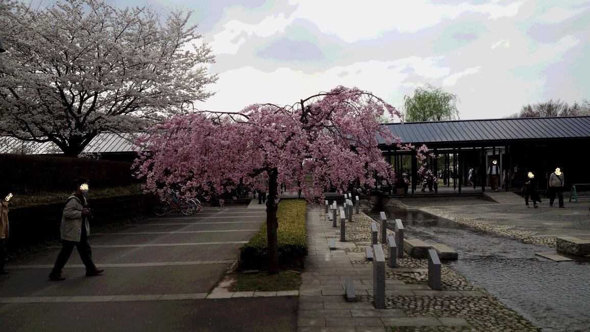 お花見に行ってきました。