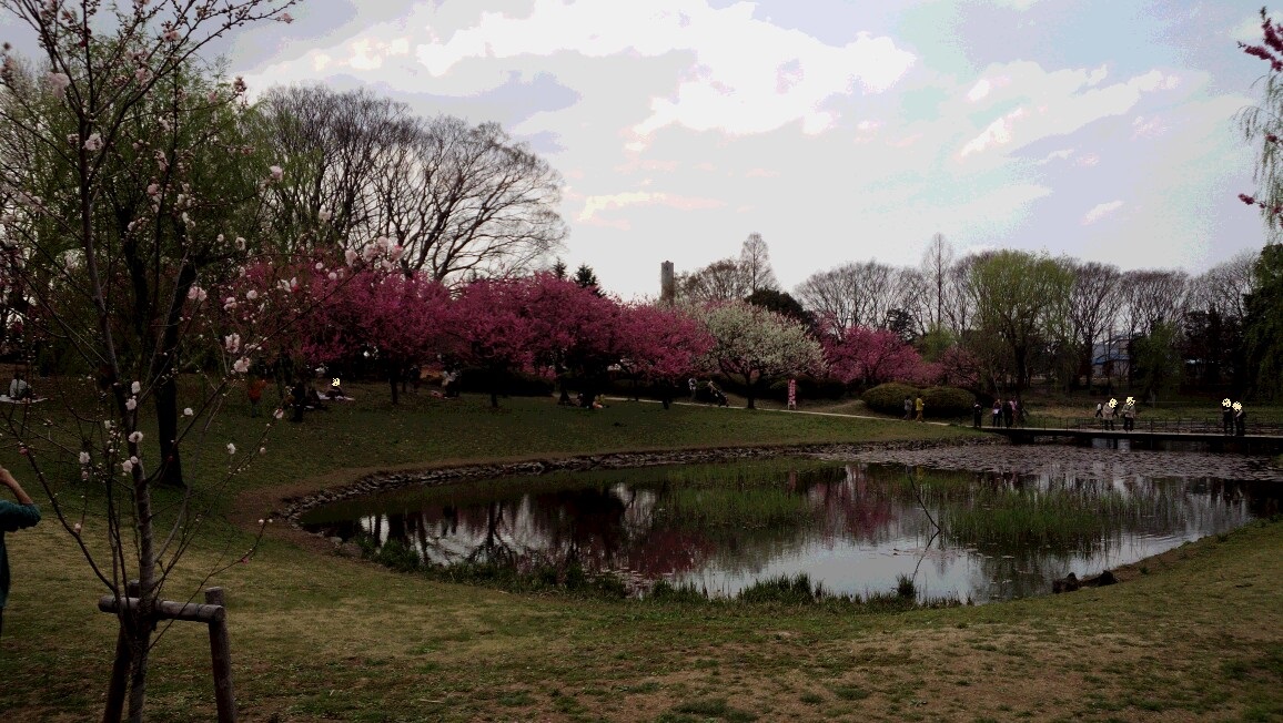 お花見に行ってきました。