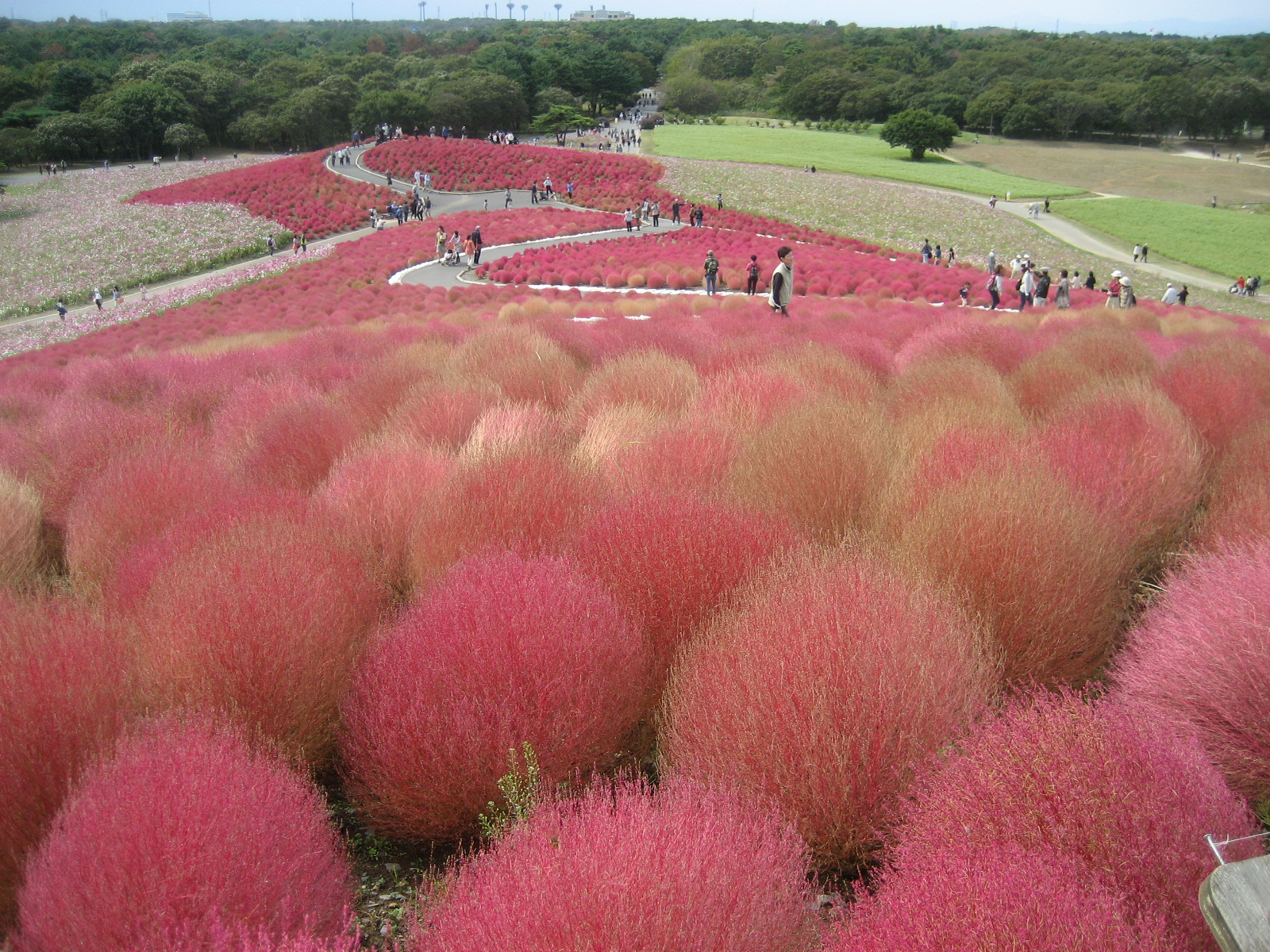 コキアカーニバル