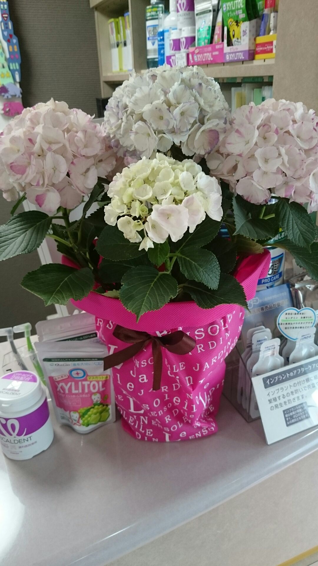 紫陽花♪