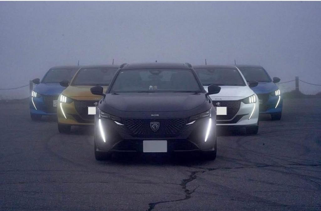 霧の中に現れたライオンたち画像🚗