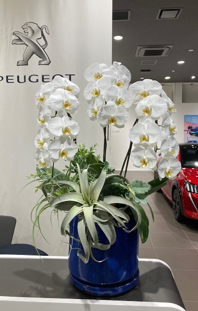 ショールーム内の胡蝶蘭を入れ替えしました🌸