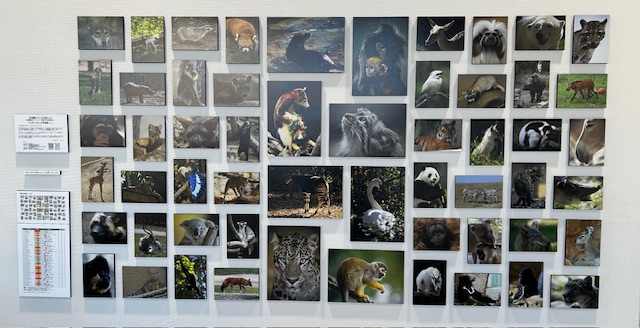 ZOOおじさんの写真展開催いたします。