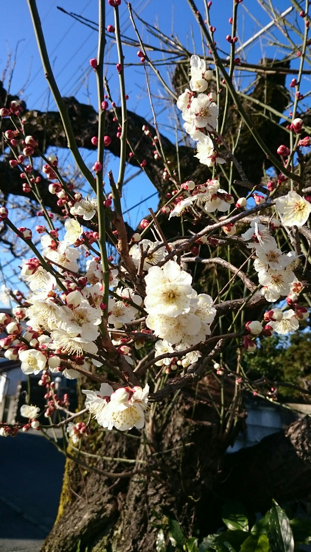 春を感じる一枚♪